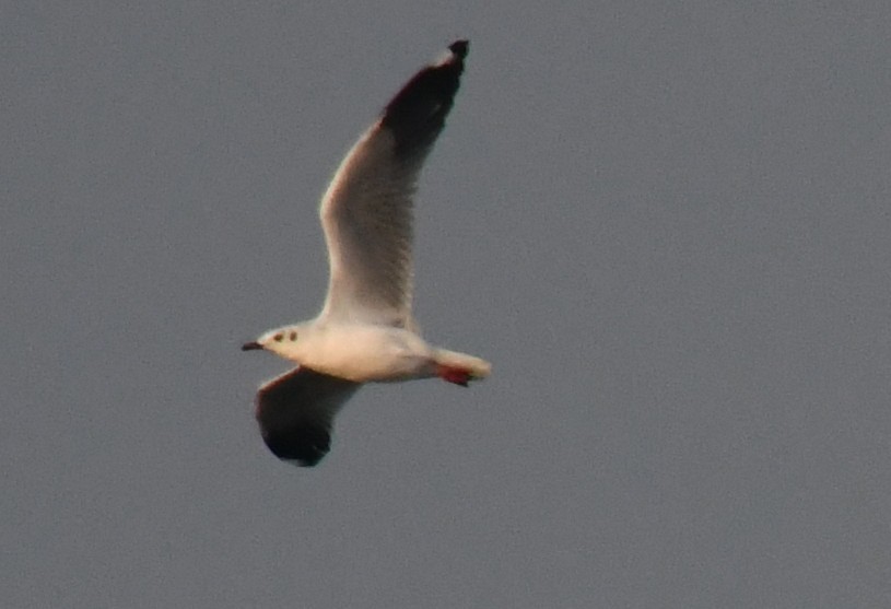 Gaviota Centroasiática - ML646785863
