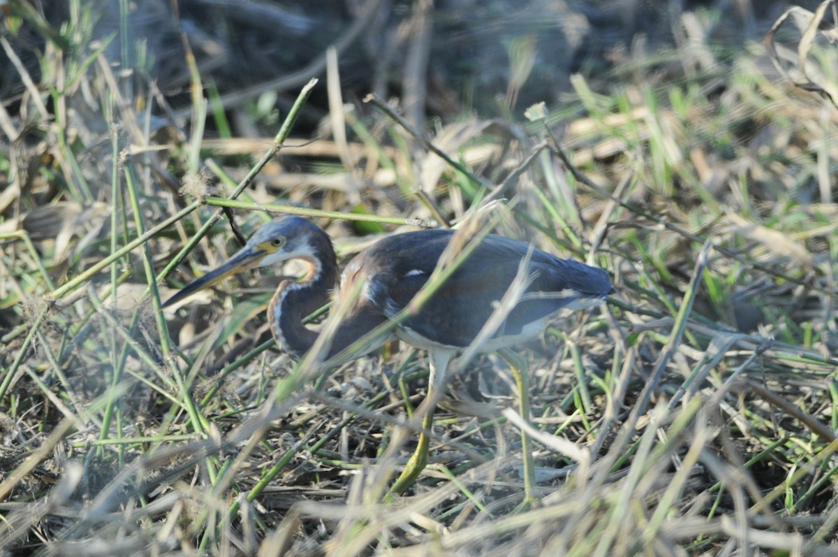 Tricolored Heron - ML646785866