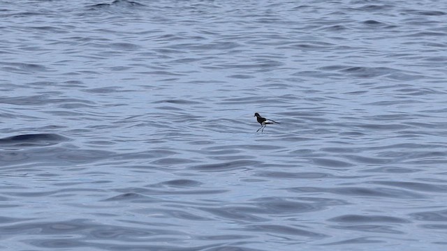 Buntfuß-Sturmschwalbe - ML646785867