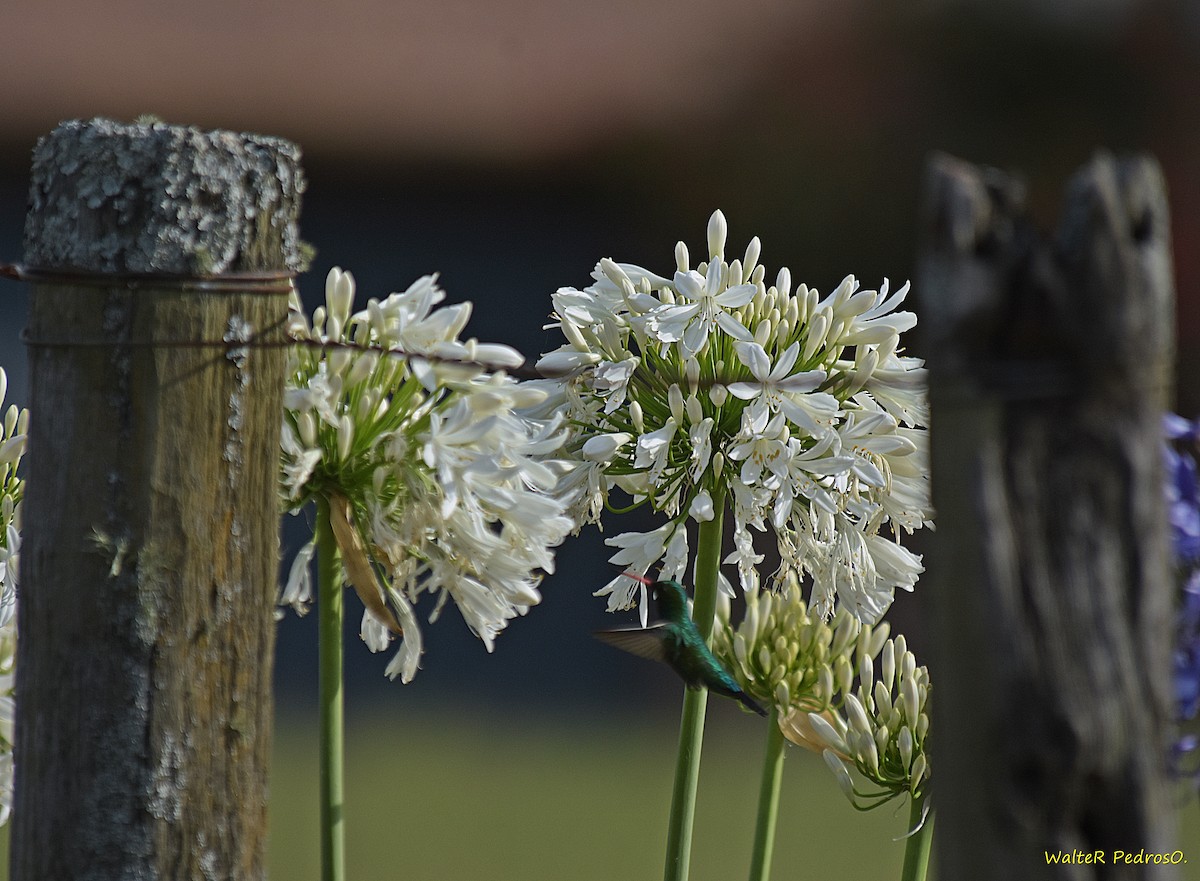 Émeraude splendide - ML646785868