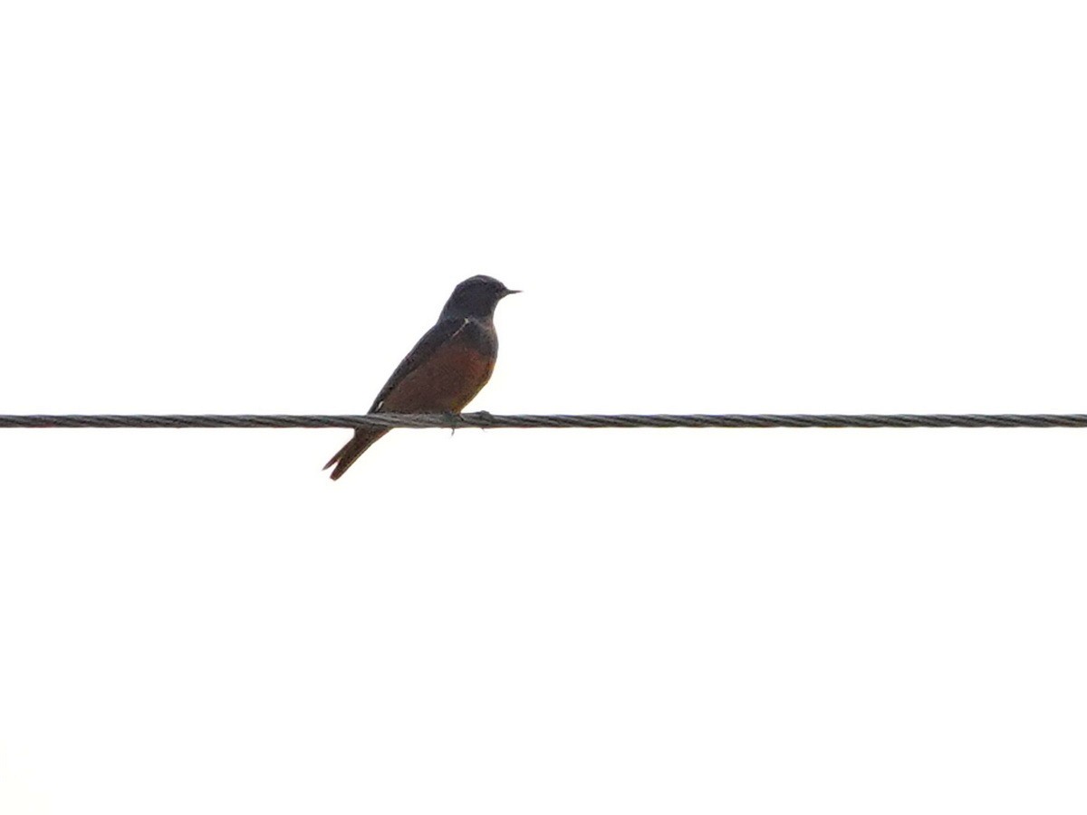 Black Redstart - ML646785871