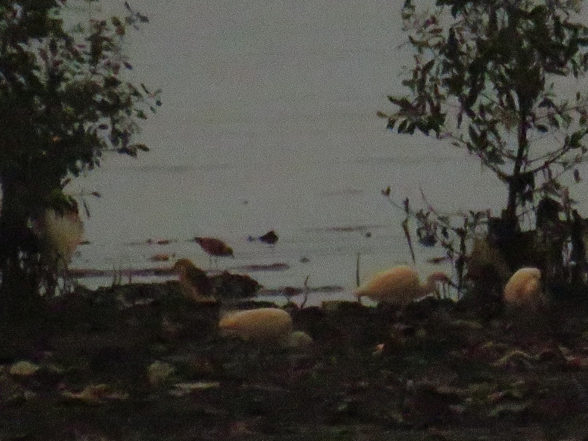 Pacific Golden-Plover - ML646785877