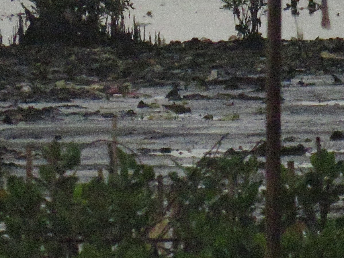 Pacific Golden-Plover - ML646785878