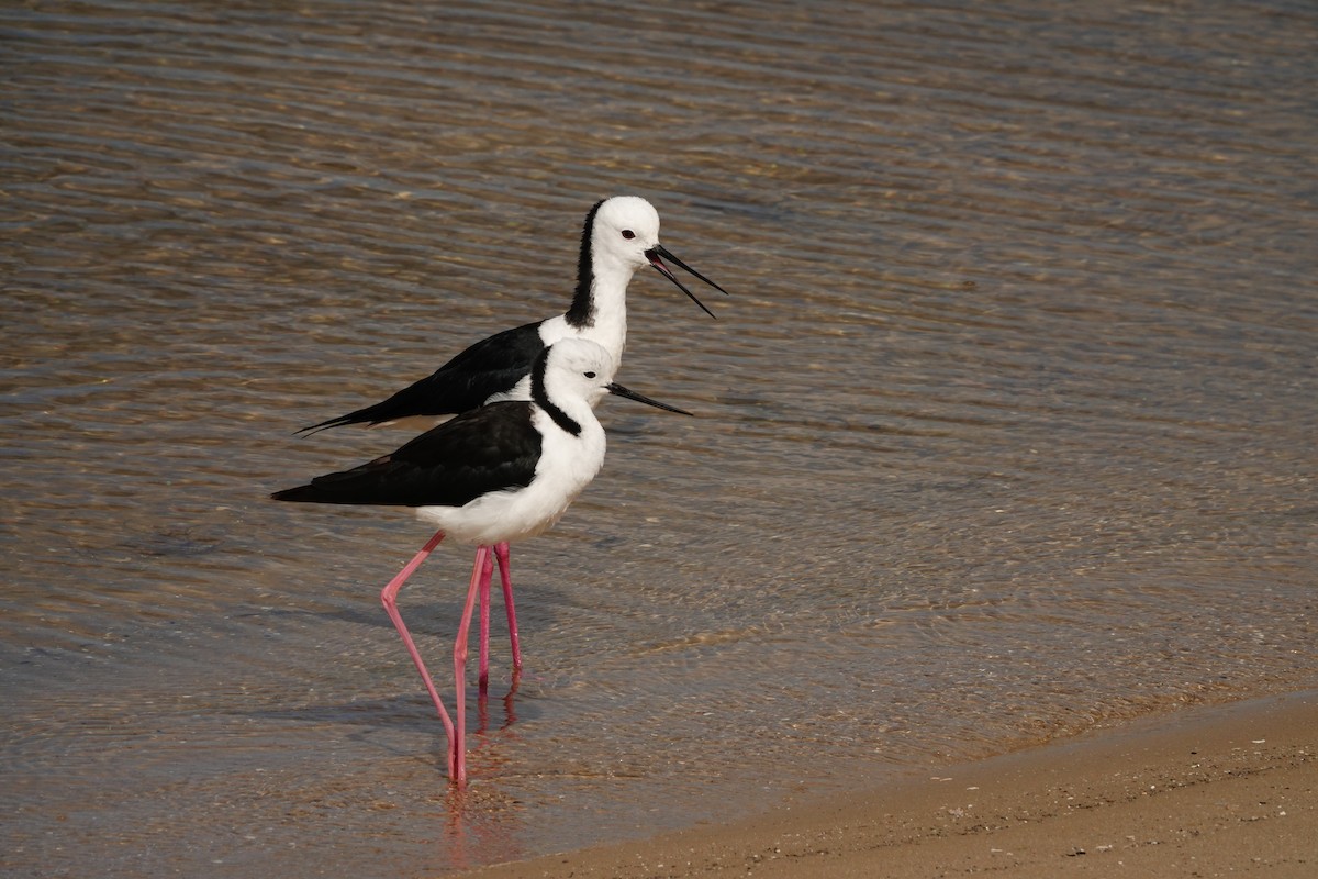 Pied Stilt - ML646785880