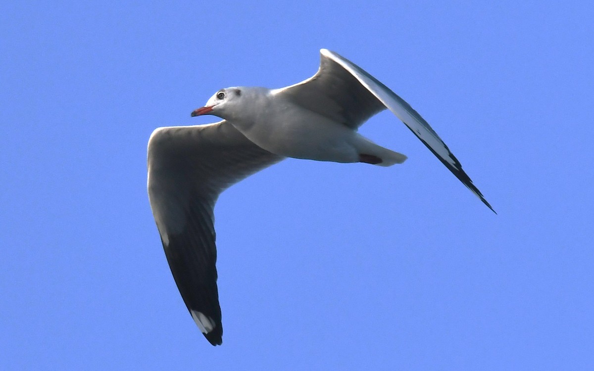 Gaviota Centroasiática - ML646785882