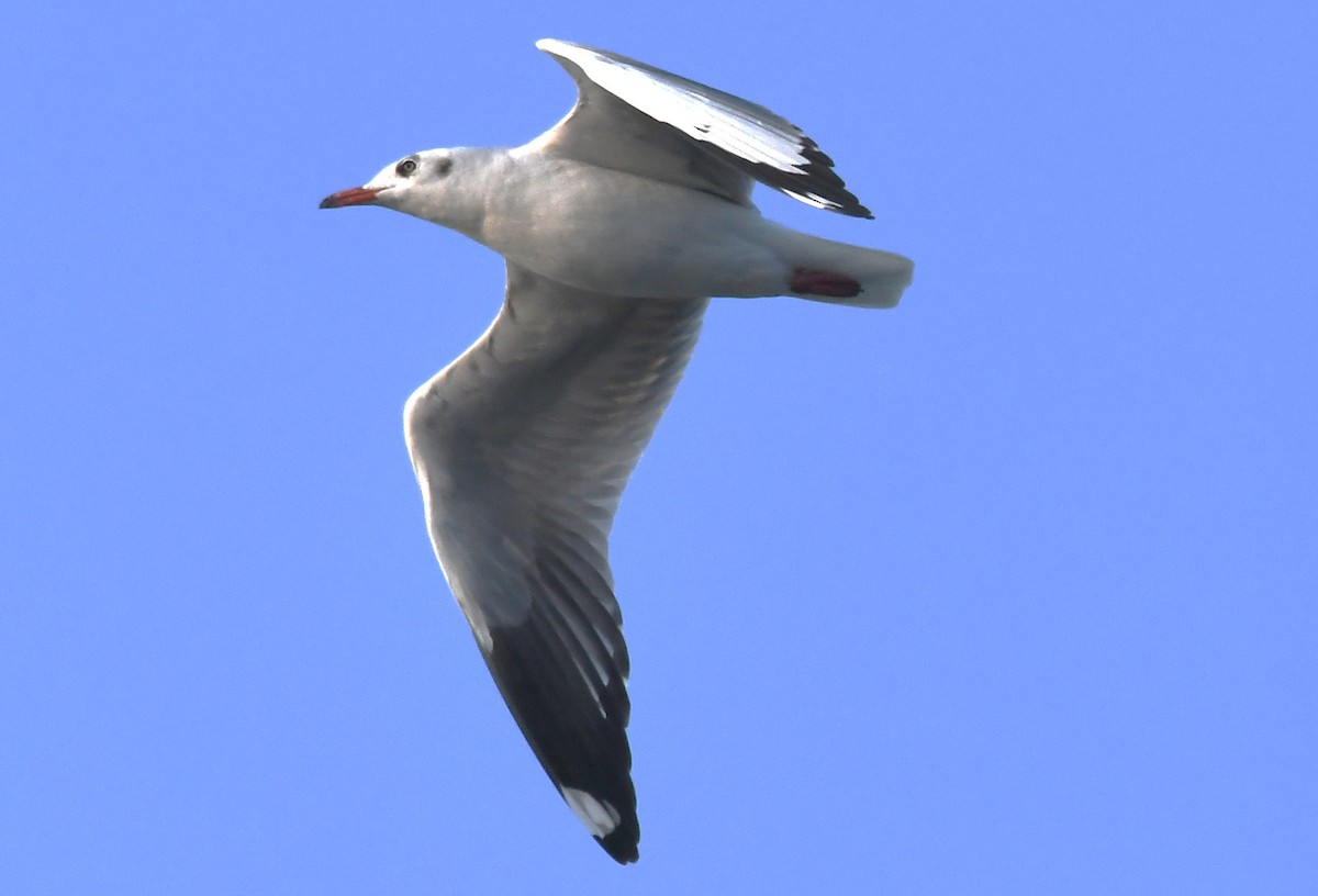 Gaviota Centroasiática - ML646785883