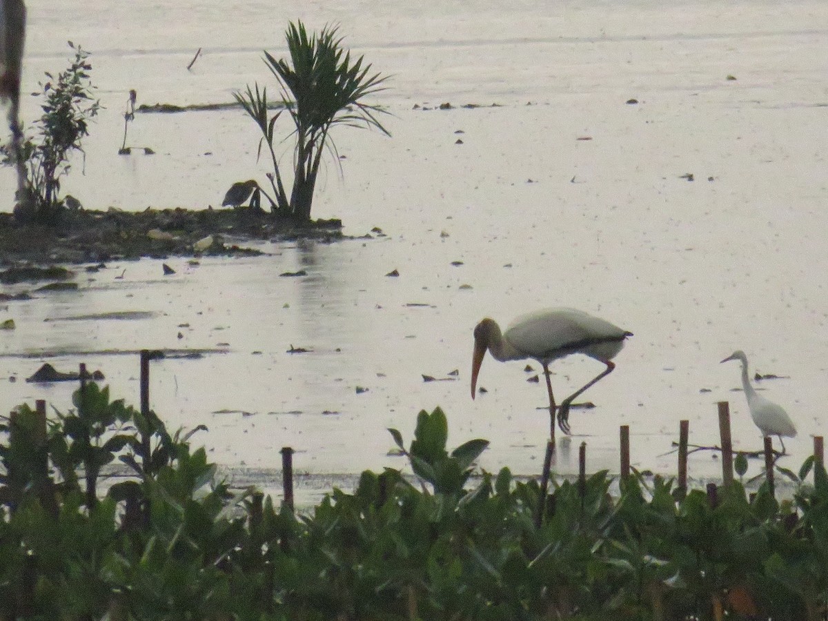 Milky Stork - ML646785884