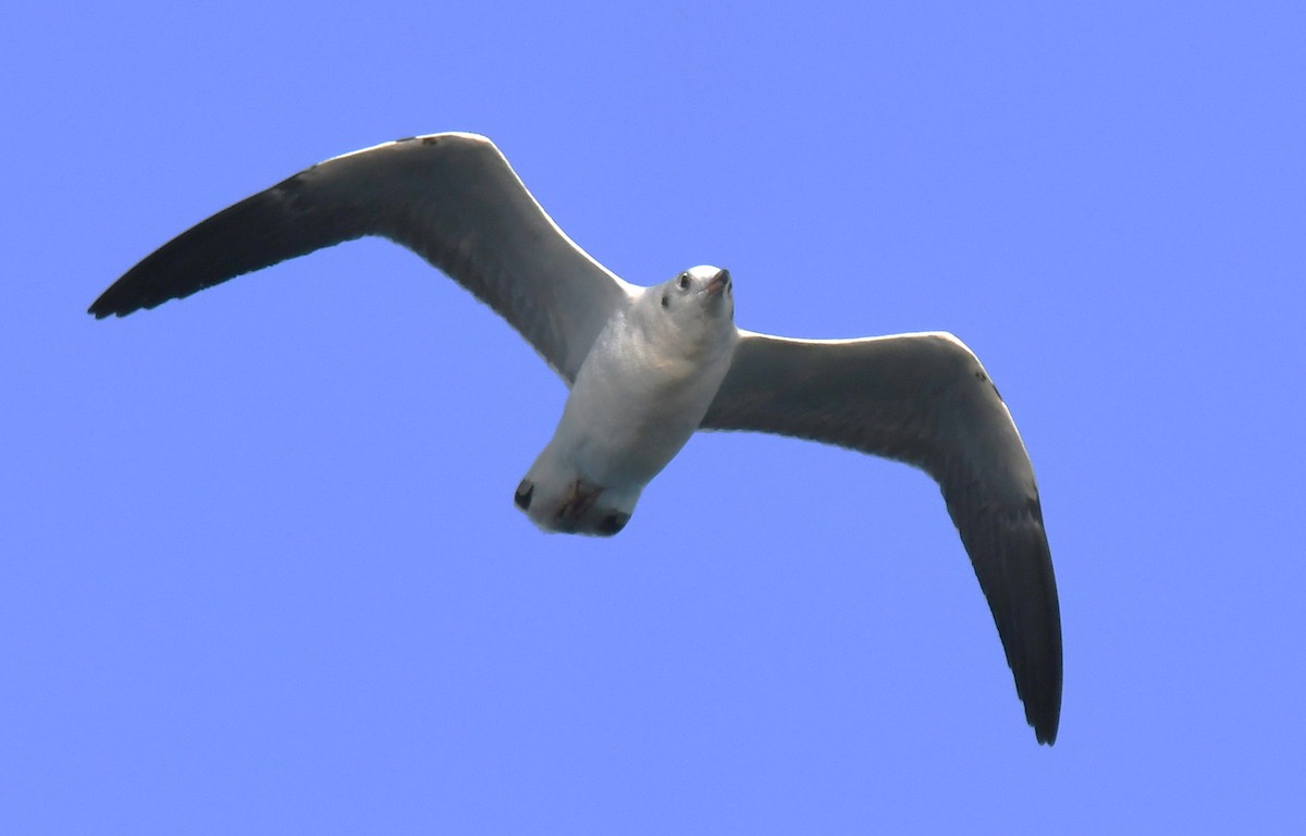 Gaviota Centroasiática - ML646785886