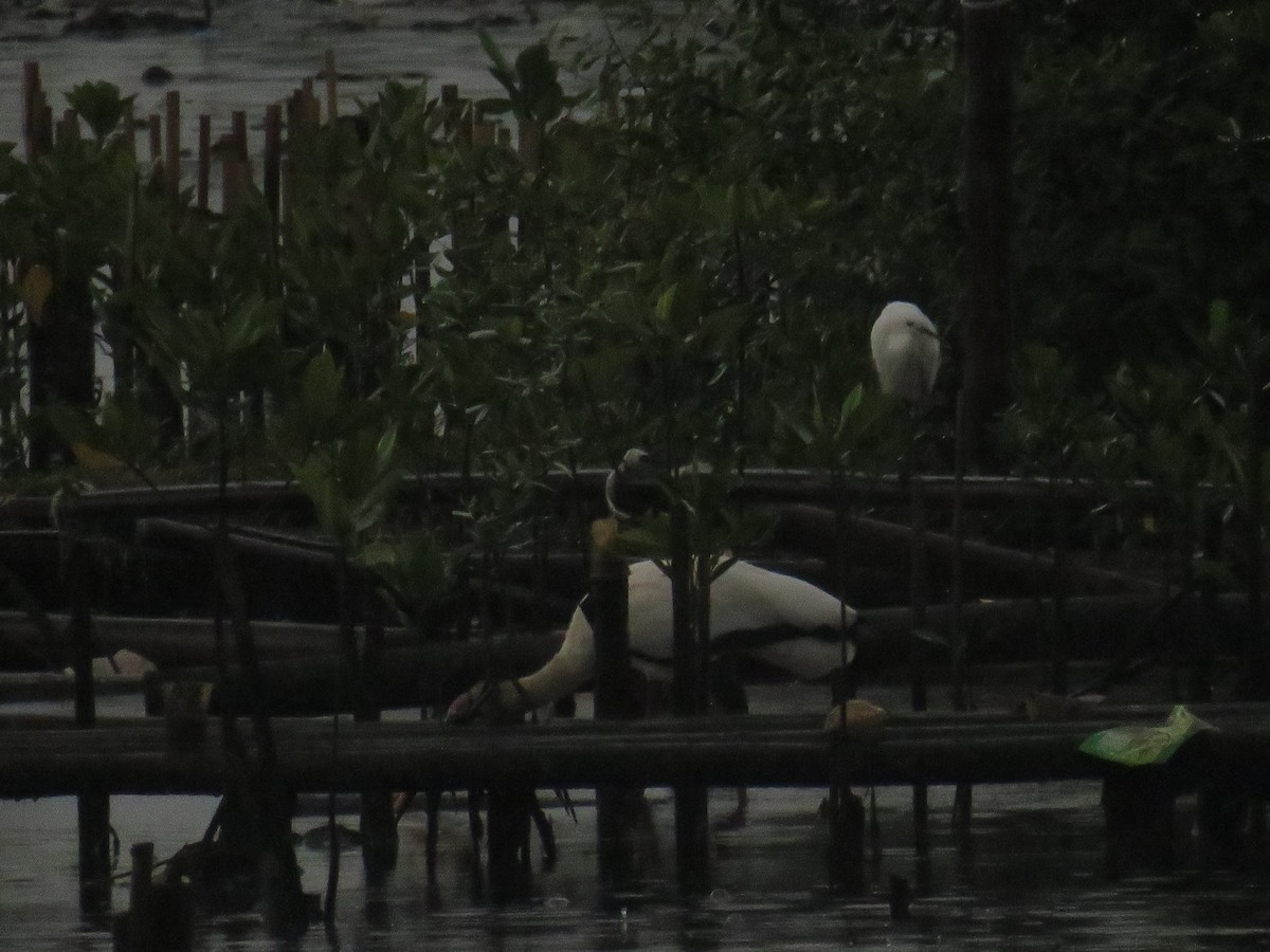 Milky Stork - ML646785887