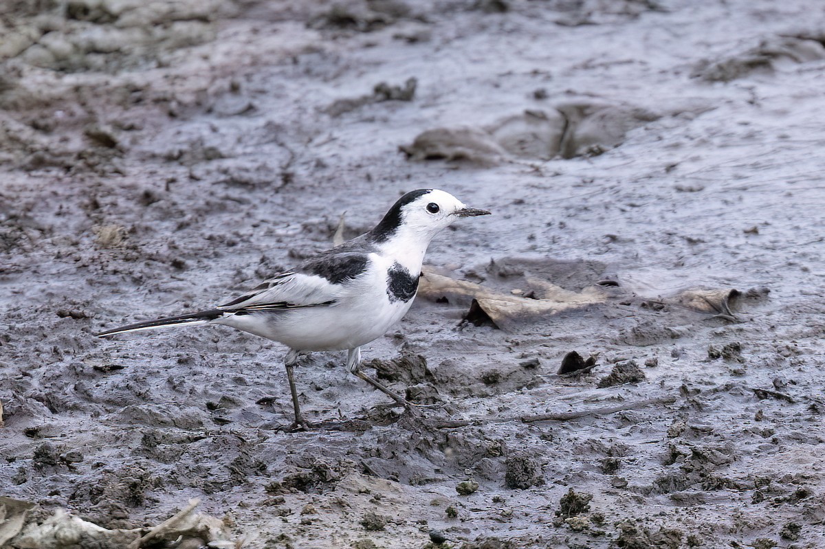 Плиска біла - ML646785890