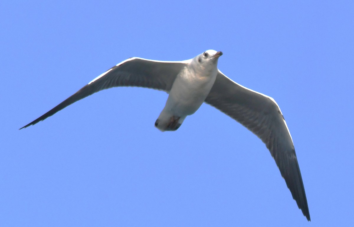 Gaviota Centroasiática - ML646785891