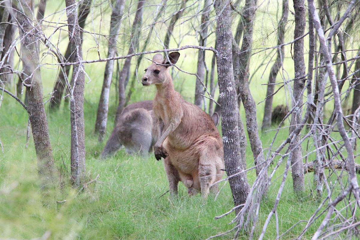 Eastern Grey Kangaroo - ML646785898