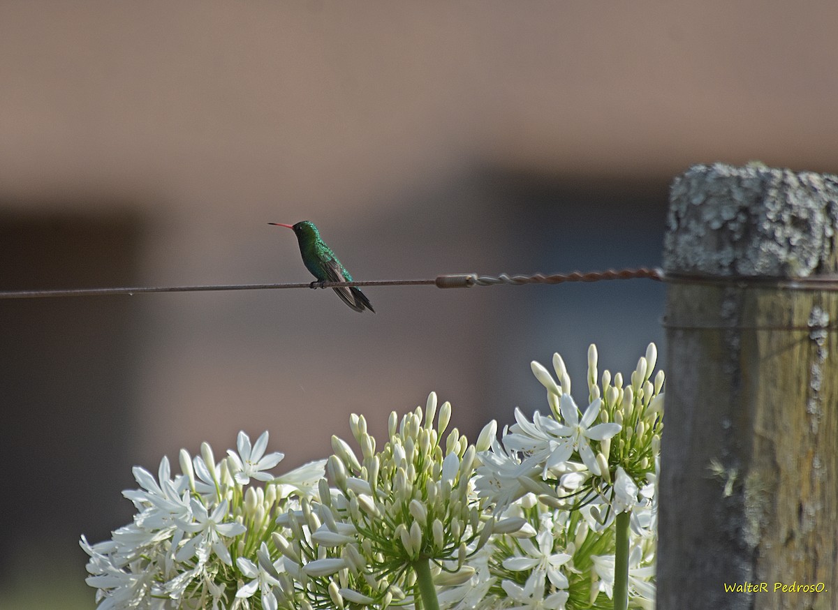 Émeraude splendide - ML646785899