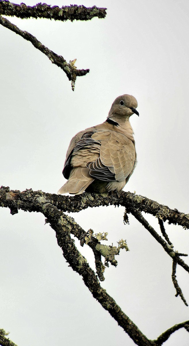 Eurasian Collared-Dove - ML646785908