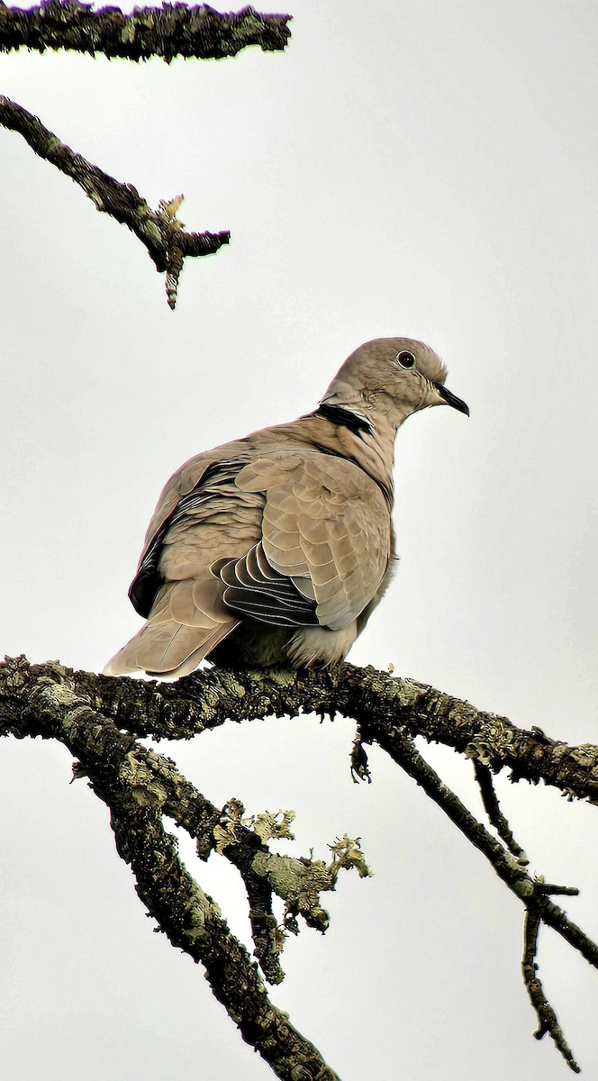 Eurasian Collared-Dove - ML646785909