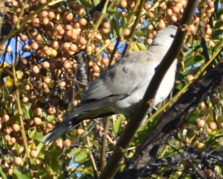 Eurasian Collared-Dove - ML646785910