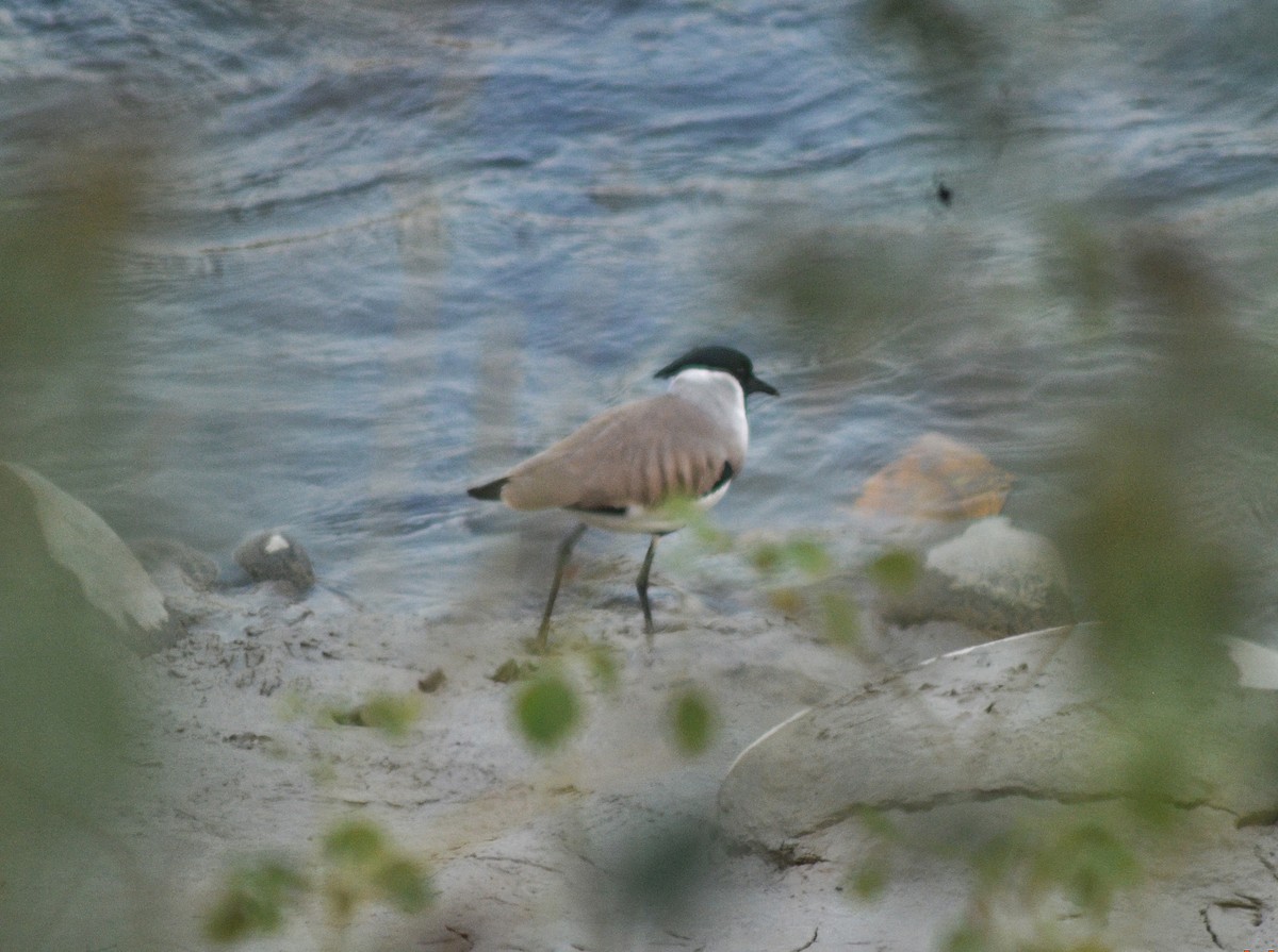 River Lapwing - ML646785912
