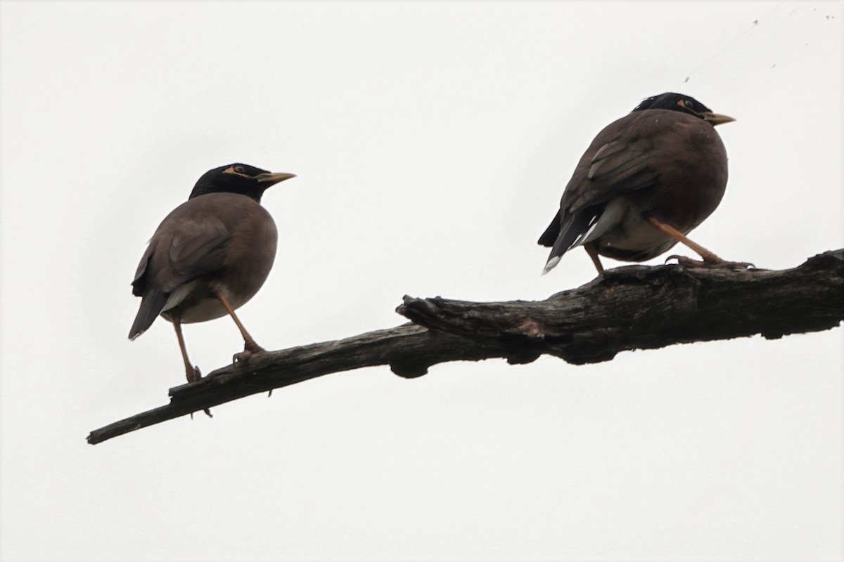 Common Myna - ML646785913