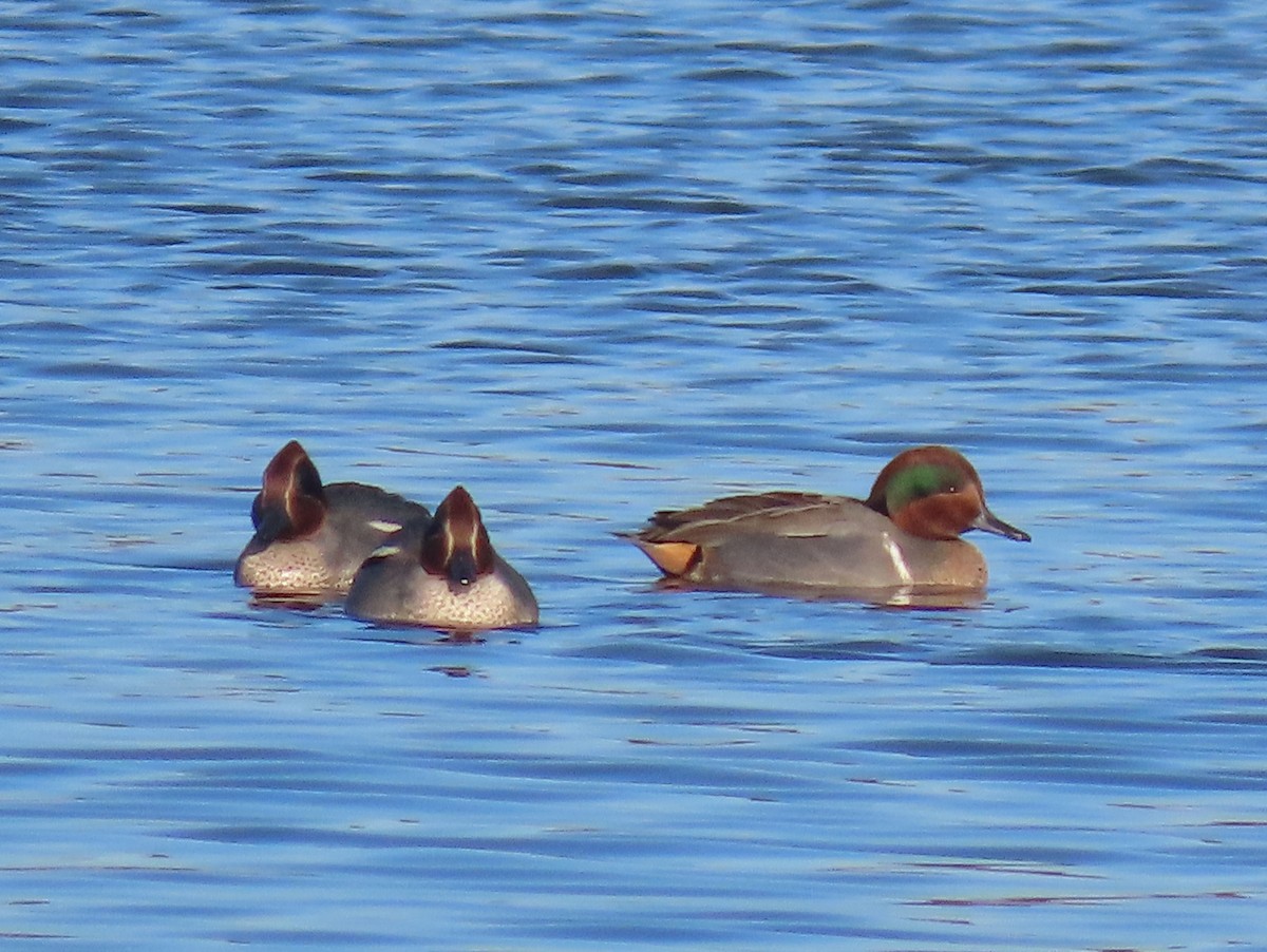 čírka obecná (ssp. carolinensis) - ML646785914