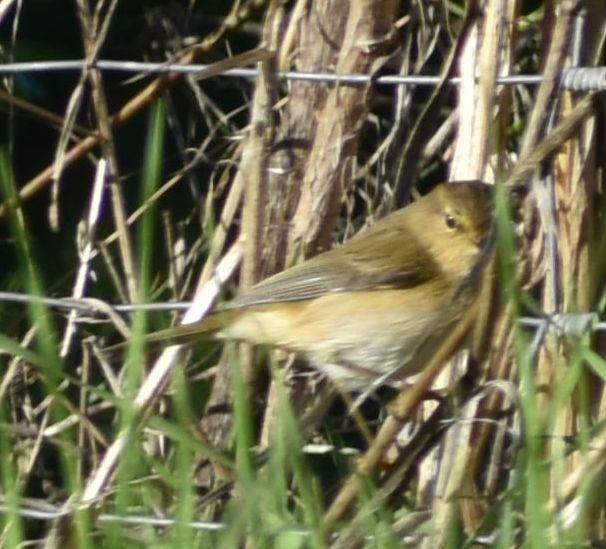 Common Chiffchaff - ML646785915