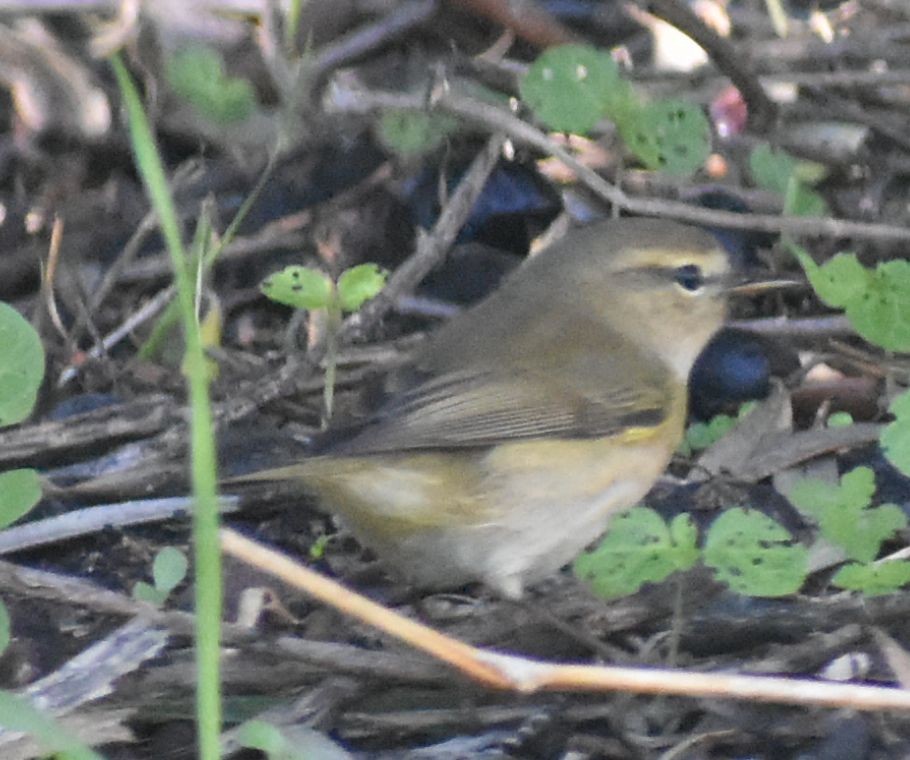 Common Chiffchaff - ML646785916