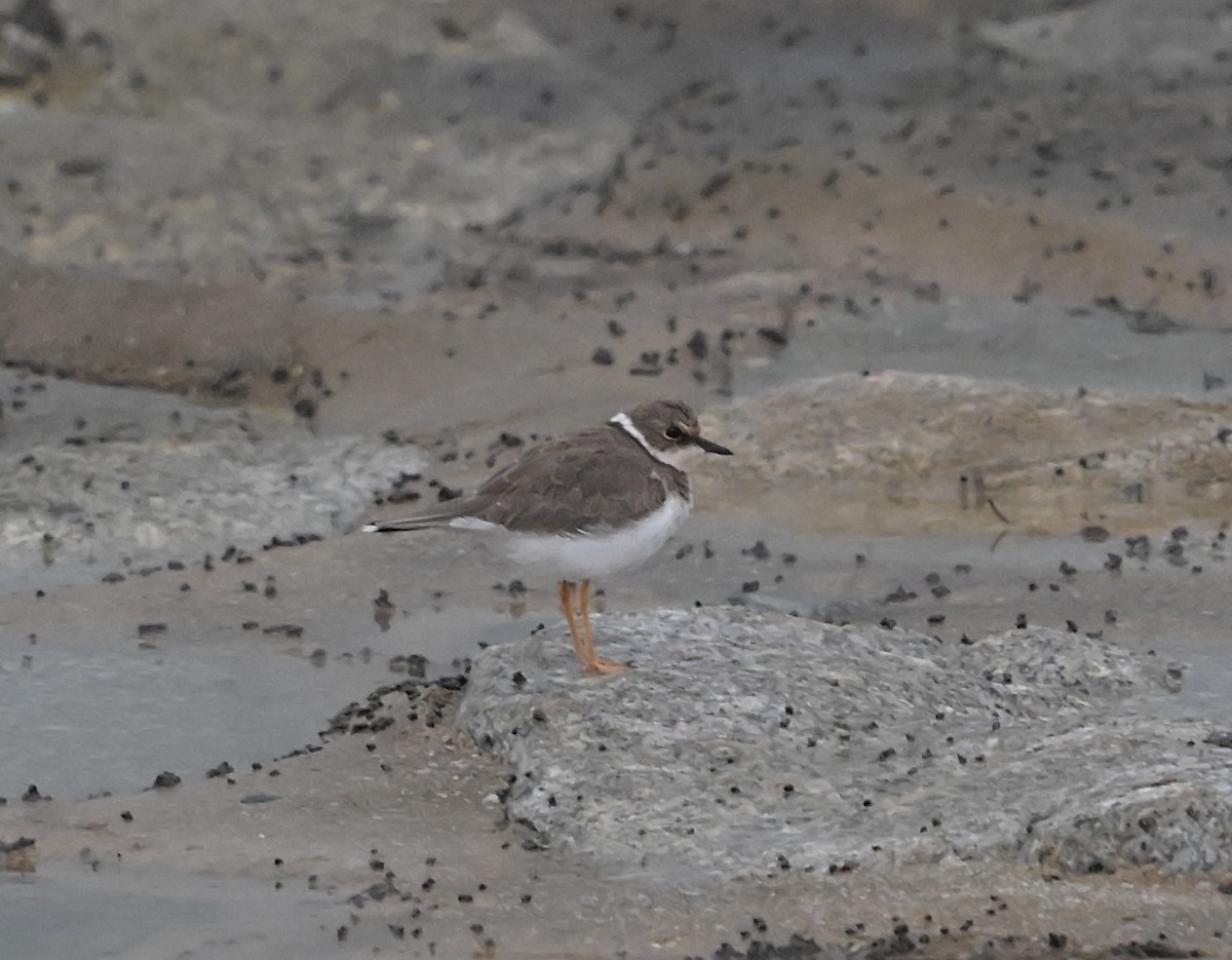 Little Ringed Plover - ML646785917