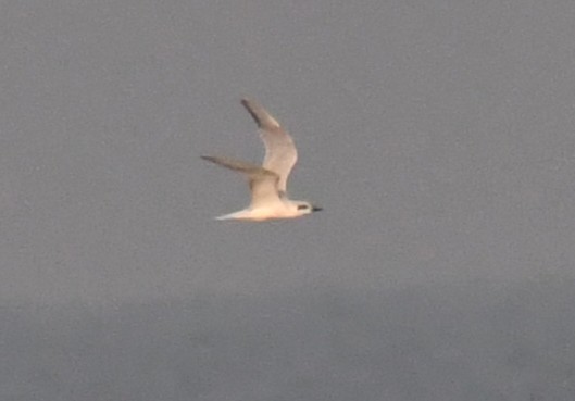 Gull-billed Tern - ML646785918