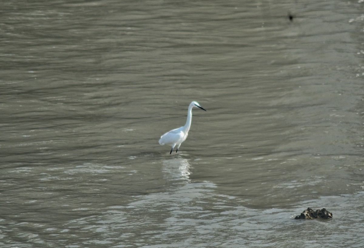 Little Egret - ML646785919