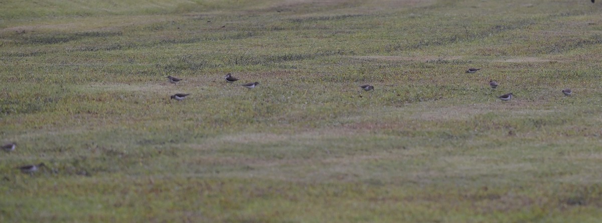 Common Sandpiper - ML646785920