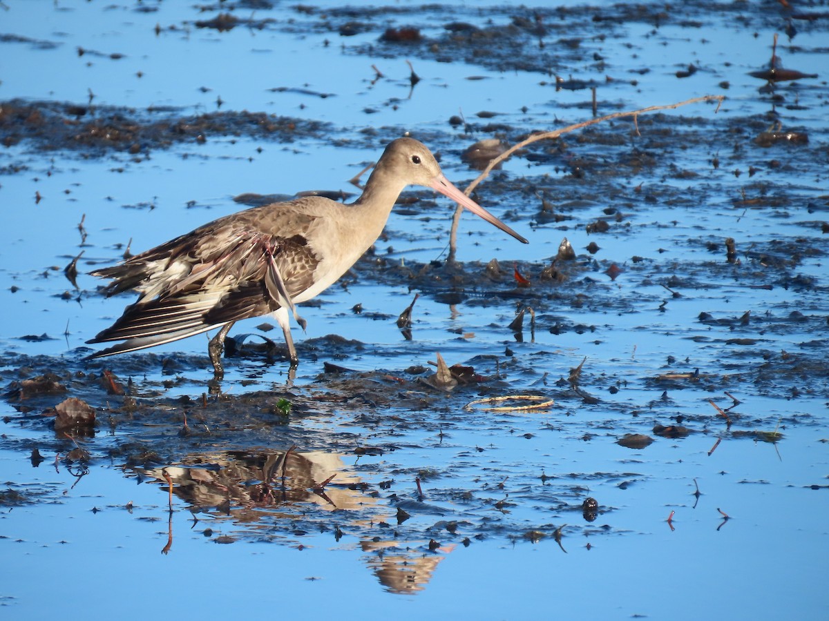 Black-tailed Godwit - ML646785921