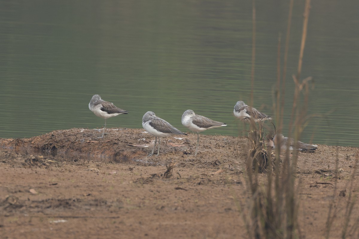 Common Greenshank - ML646785922