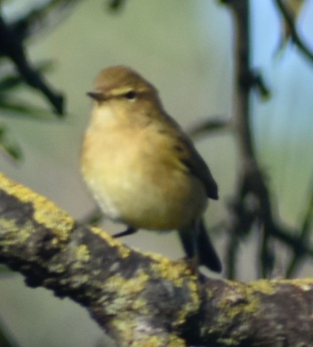 Common Chiffchaff - ML646785923