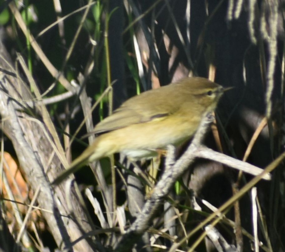 Common Chiffchaff - ML646785924