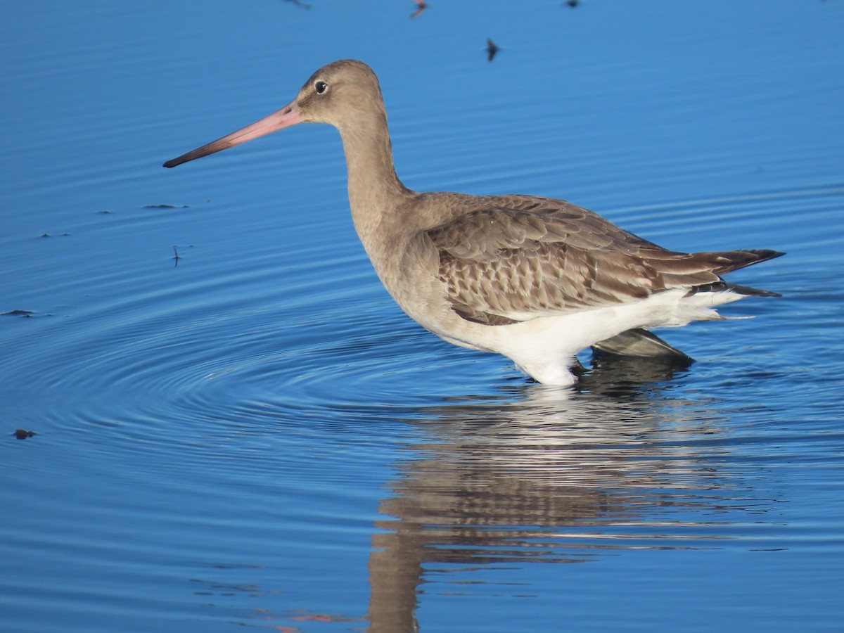 Black-tailed Godwit - ML646785925