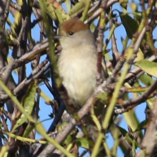 Eurasian Blackcap - ML646785926