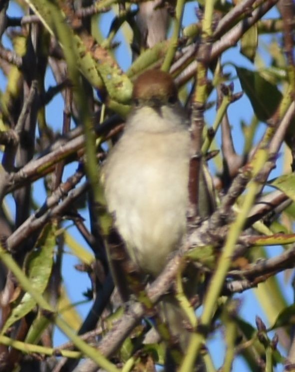 Eurasian Blackcap - ML646785927