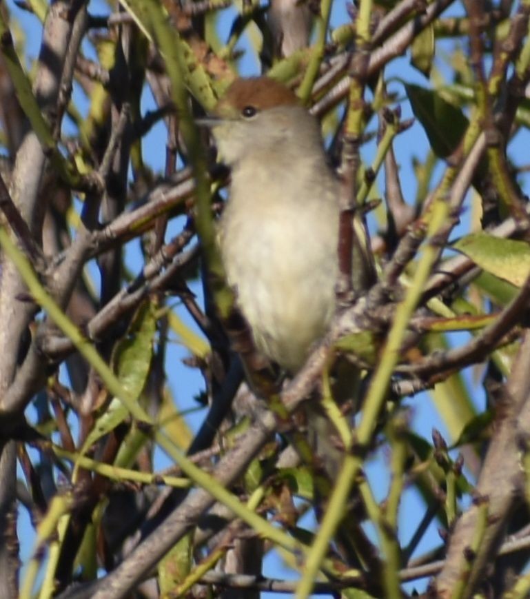 Eurasian Blackcap - ML646785928
