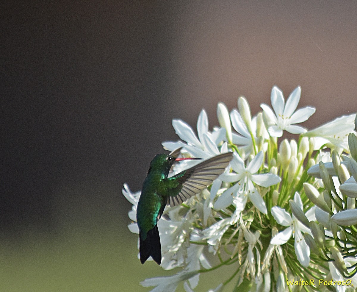 Glittering-bellied Emerald - ML646785929