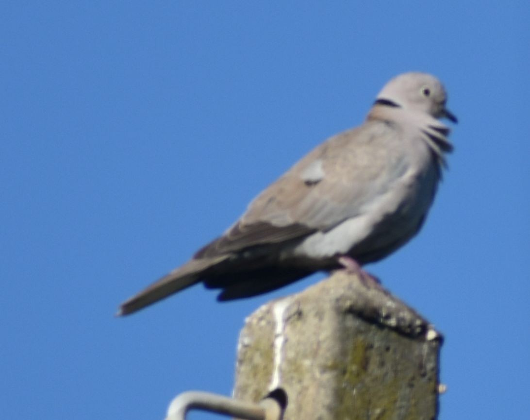 Eurasian Collared-Dove - ML646785930