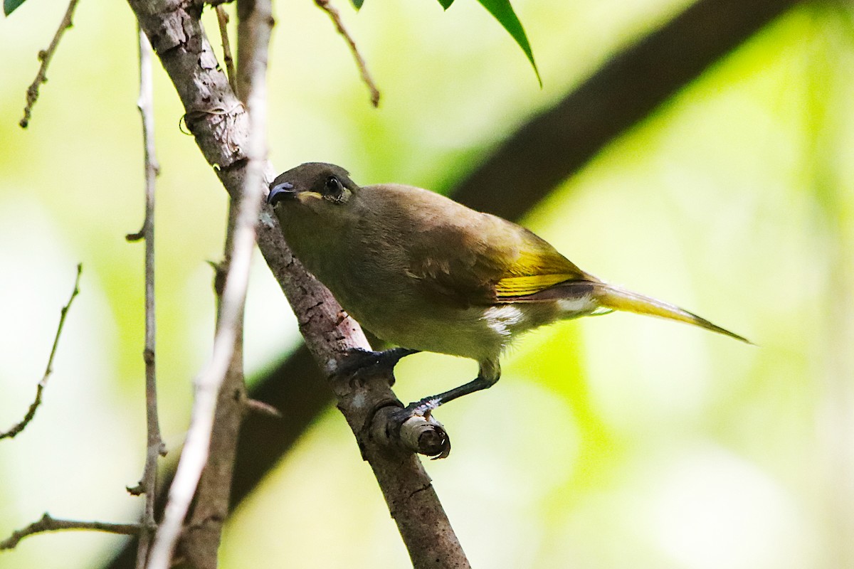 Brown Honeyeater - ML646785931
