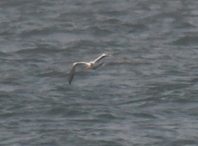Lesser Crested Tern - ML646785933