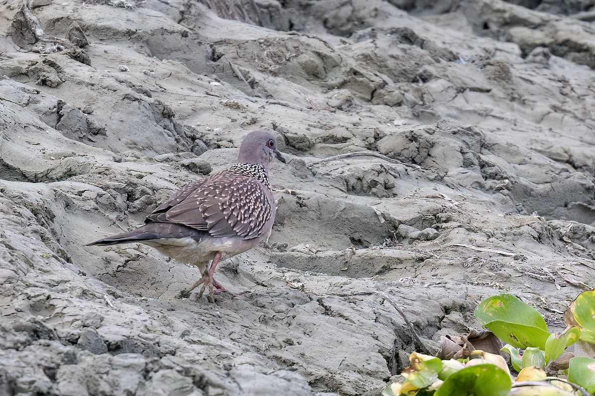 Spotted Dove - ML646785935