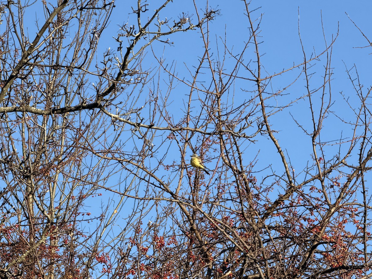 Schmalschnabel-Königstyrann - ML646785936