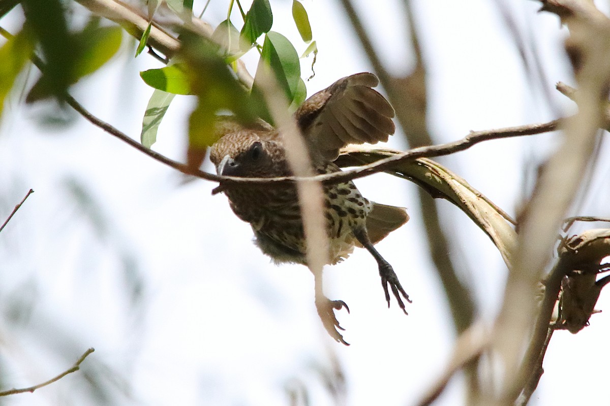 Australasian Figbird - ML646785937