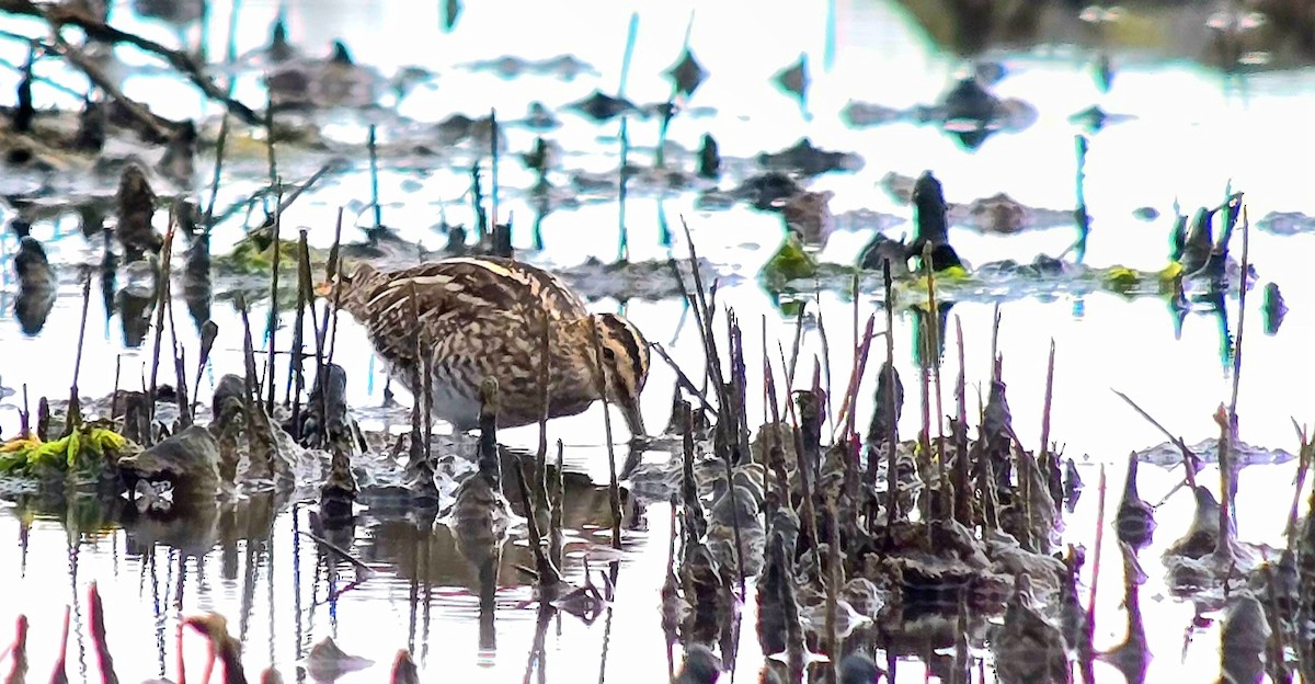 Common Snipe - ML646785938