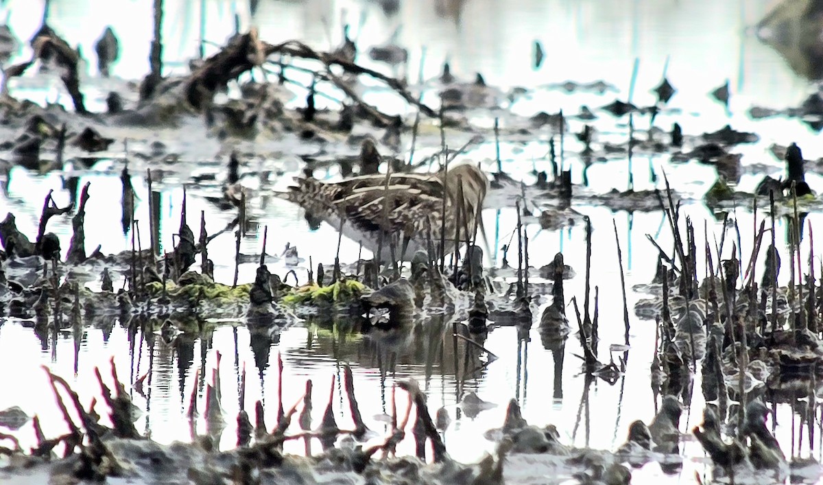 Common Snipe - ML646785939