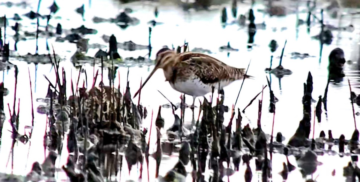 Common Snipe - ML646785940