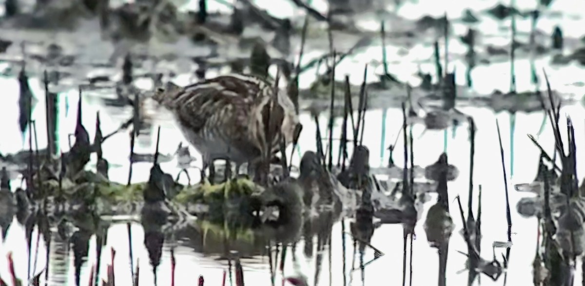 Common Snipe - ML646785941