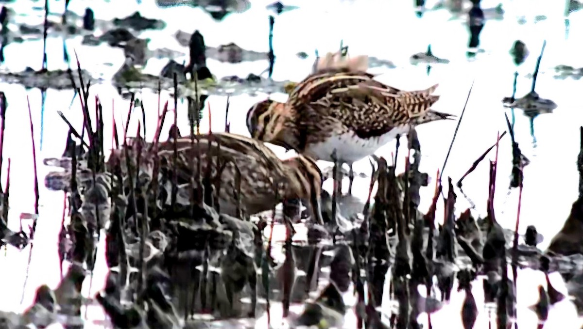 Common Snipe - ML646785942