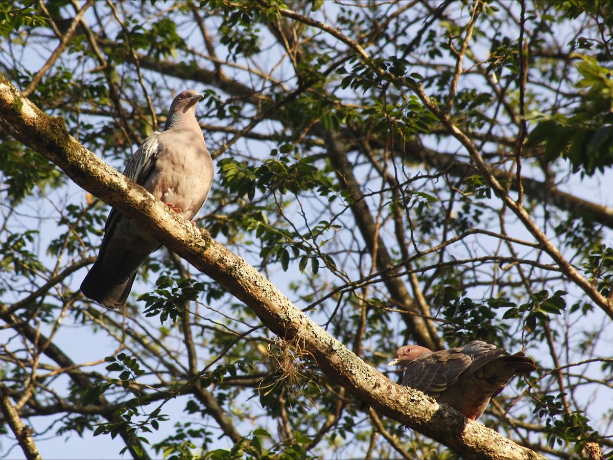 Picazuro Pigeon - ML646785943